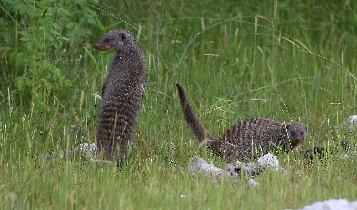 Banded Mongoose  Banded Mongoose,Mungos mungo