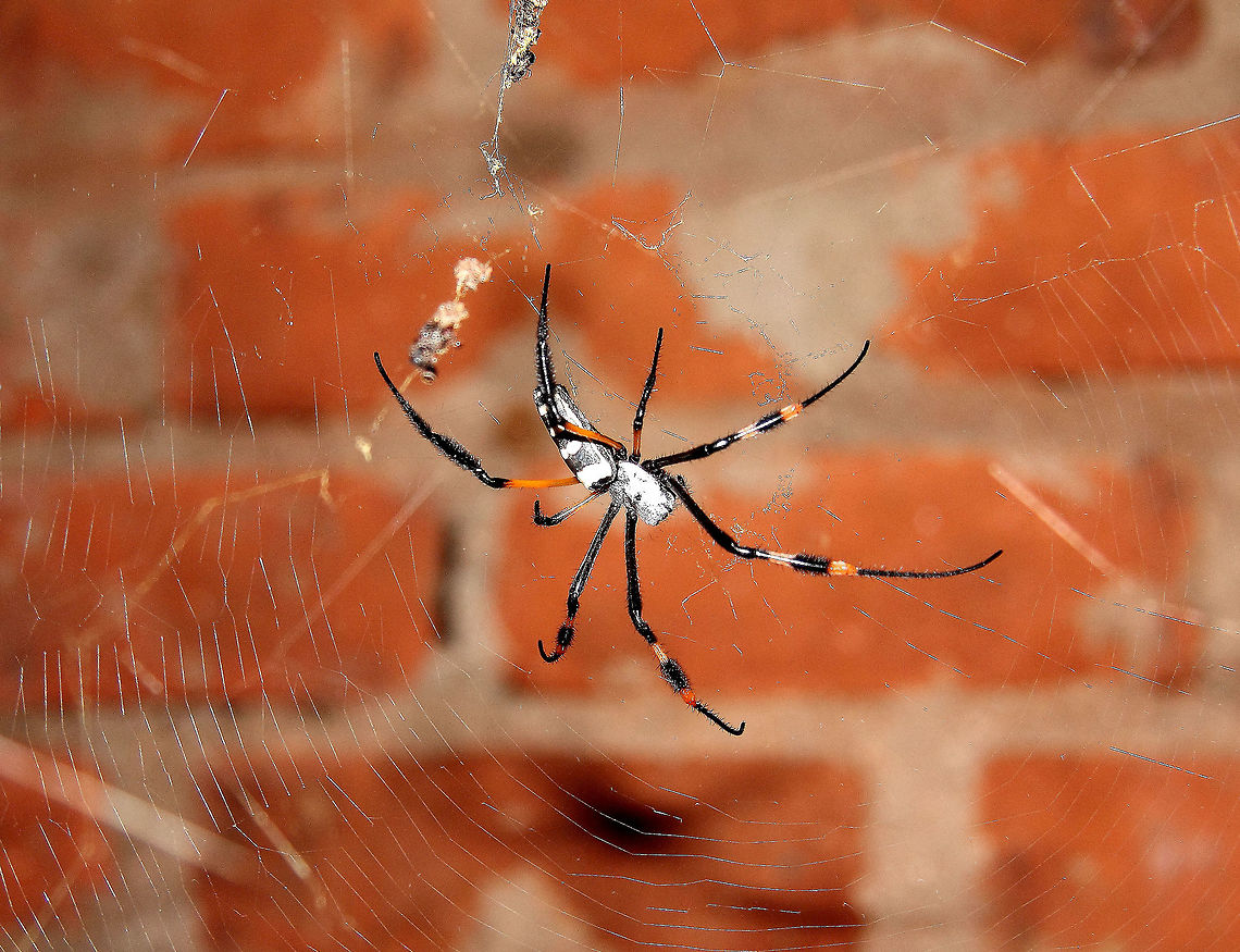 Banded-legged Golden Orb-web Spider,Nephila senegalensis  Banded-legged Golden Orb-web Spider,Nephila senegalensis