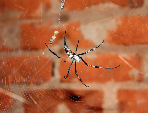 Banded-legged Golden Orb-web Spider,Nephila senegalensis  Banded-legged Golden Orb-web Spider,Nephila senegalensis