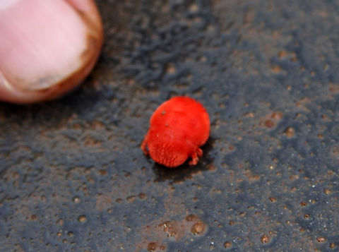 Trombicula autumnalis Mite This is an adult mite Harvest mite,Trombicula autumnalis