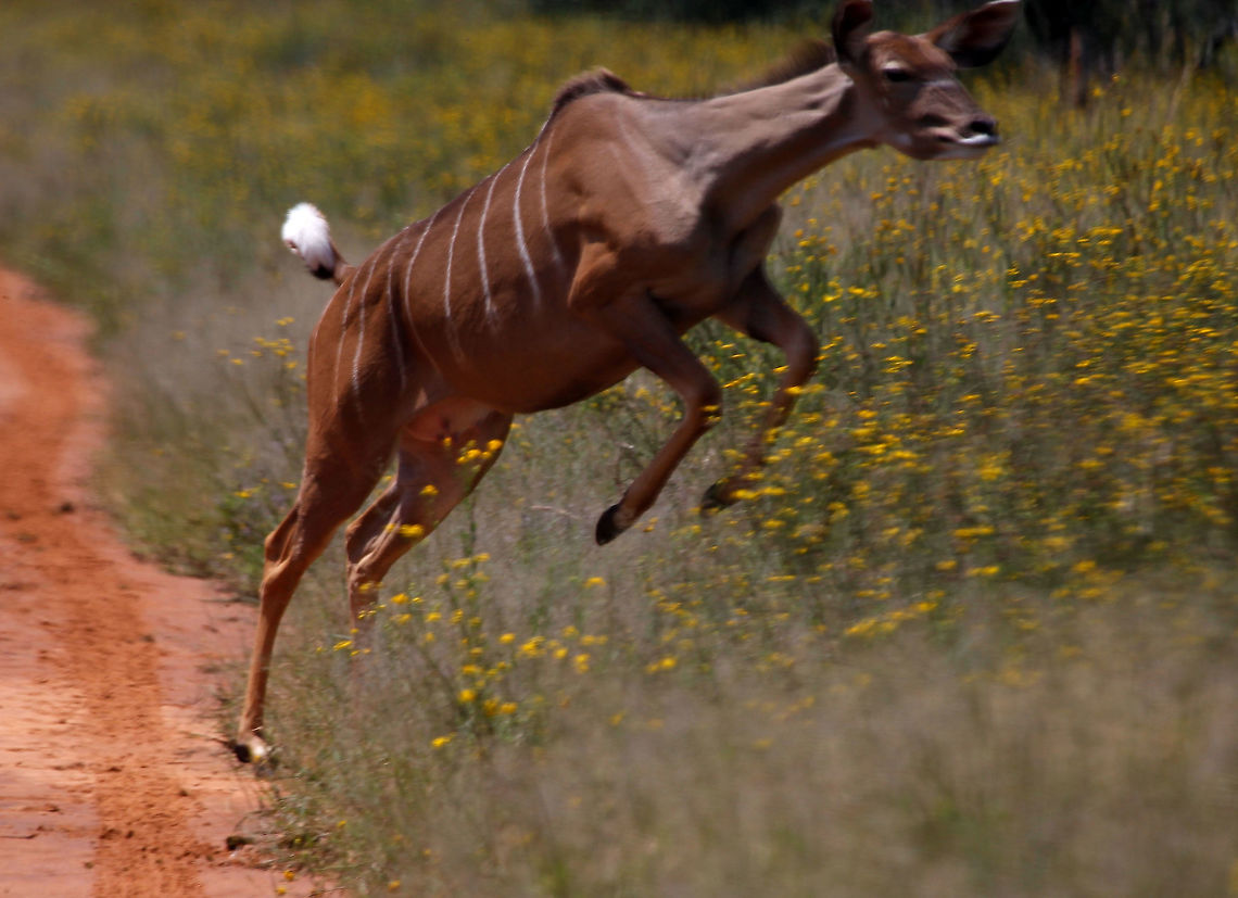 Female Kudu A lucky shot. Greater Kudu,Tragelaphus strepsiceros