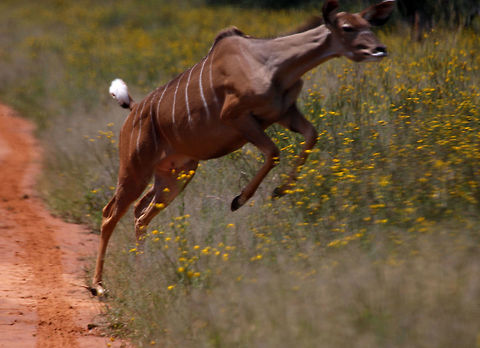 Female Kudu A lucky shot. Greater Kudu,Tragelaphus strepsiceros