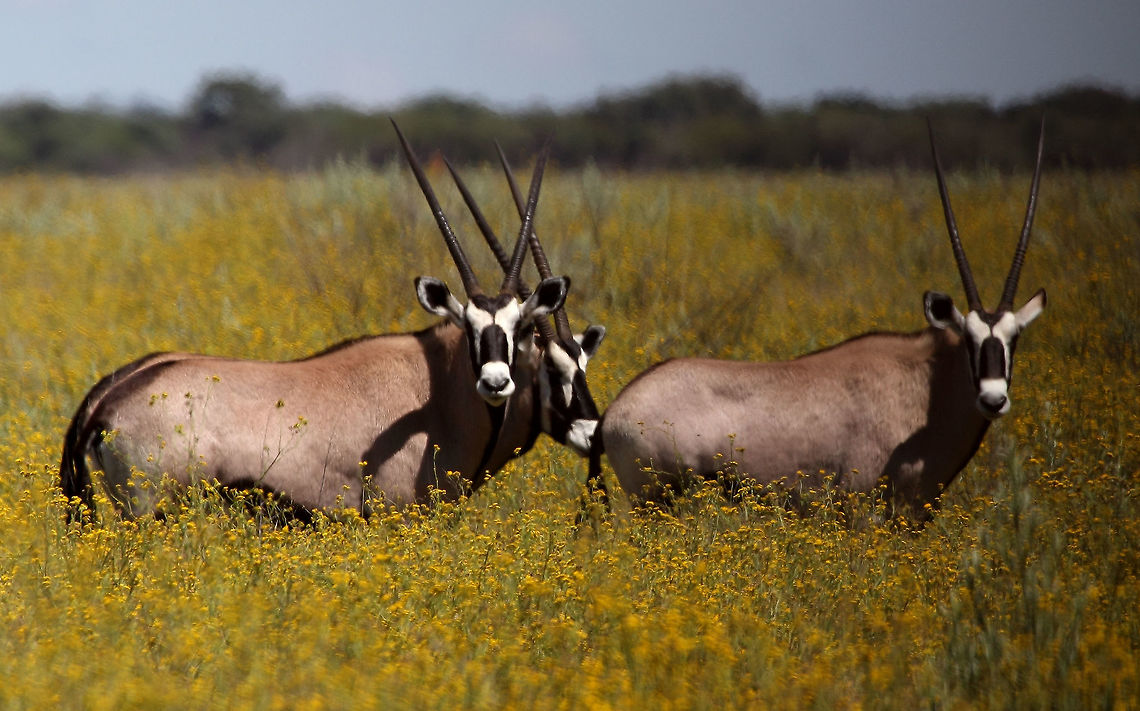 Oryx Also known as Gemsbok Gemsbok,Oryx gazella