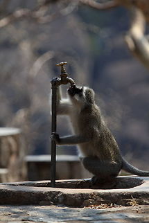 A thirsty Vervet Monkey  Chlorocebus pygerythrus,Vervet monkey