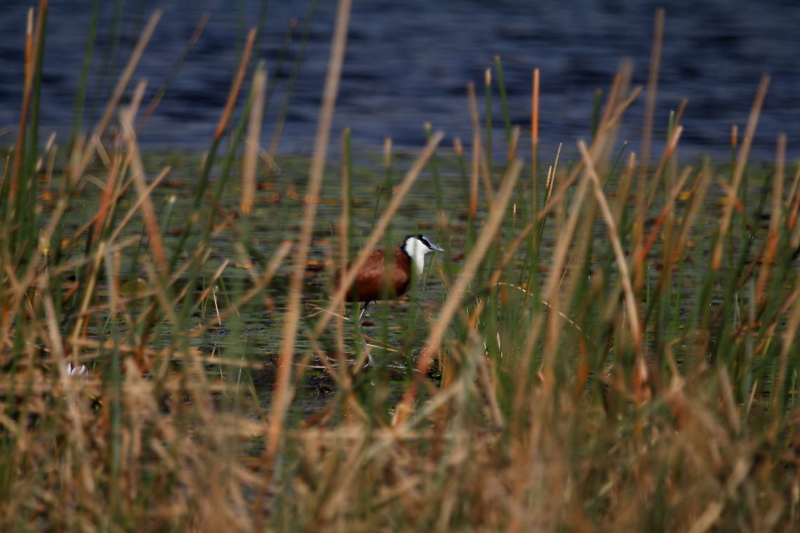 African jacana  Actophilornis africanus,African jacana