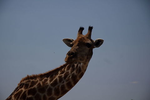 I am watching you!!  Giraffa camelopardalis,Giraffe