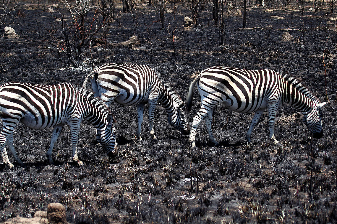 Zebra Not much to eat here chaps!! Burchells zebra,Equus quagga burchellii