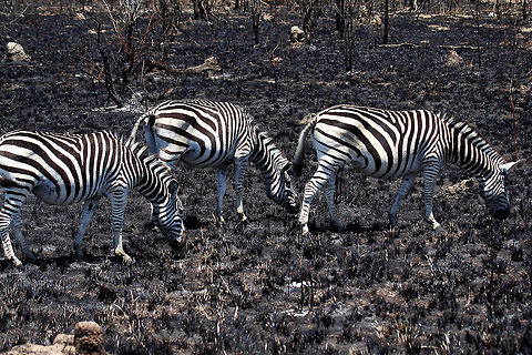 Zebra Not much to eat here chaps!! Burchells zebra,Equus quagga burchellii