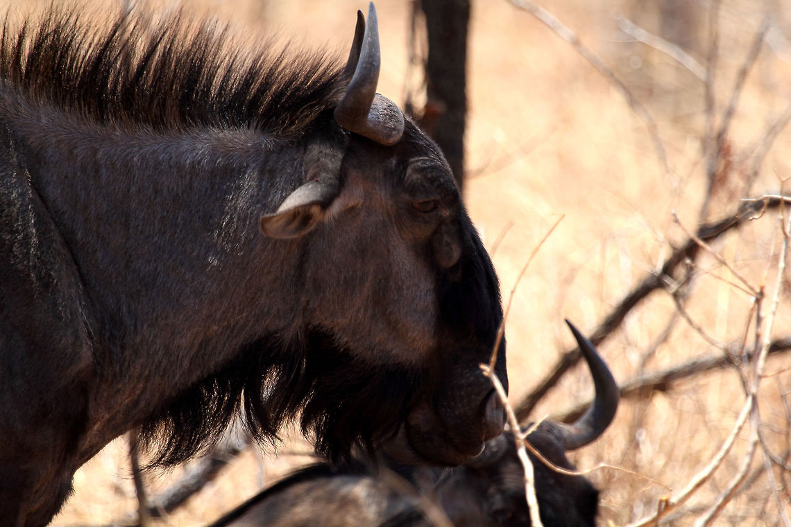 Wildebeast Quiet contemplation. Blue wildebeest,Connochaetes taurinus