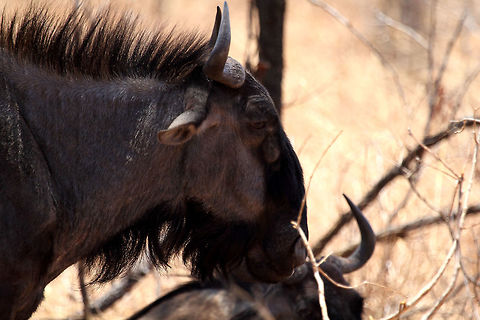 Wildebeast Quiet contemplation. Blue wildebeest,Connochaetes taurinus
