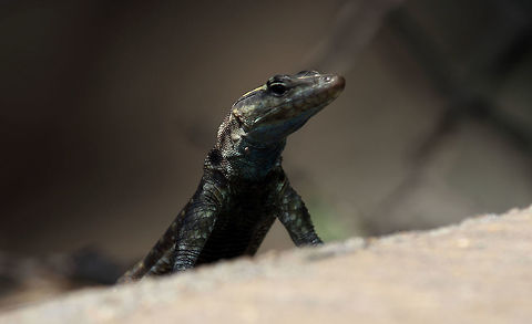 African Striped Skink I think this is the right description. But I stand to be corrected! African Striped Skink,Trachylepis striata