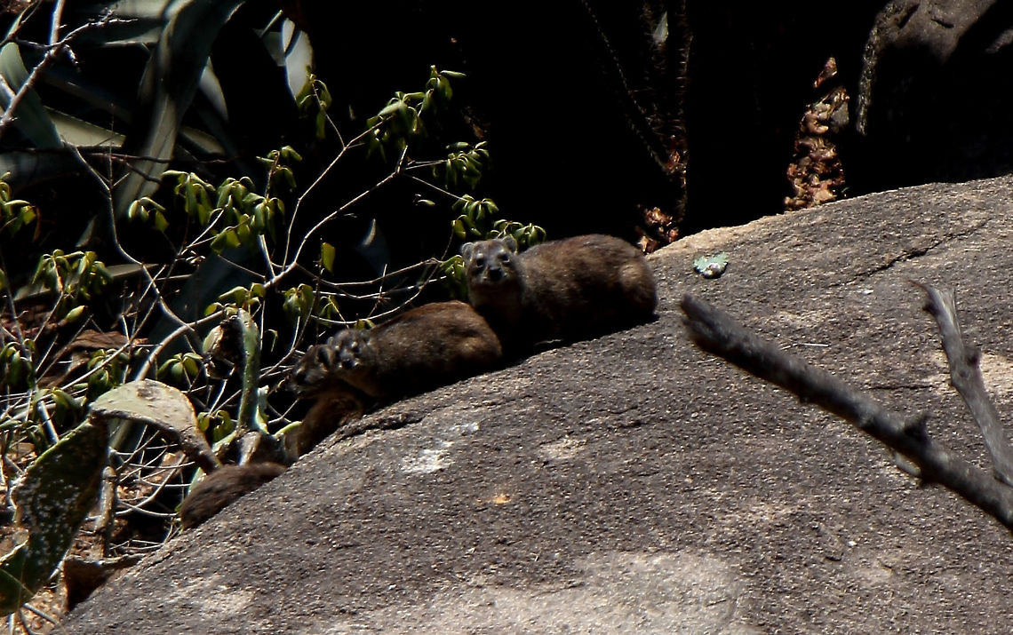 Rock Hyrax Enjoying the sun with my family. Procavia capensis,Rock hyrax