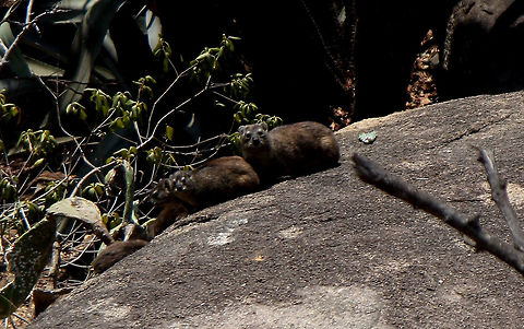 Rock Hyrax Enjoying the sun with my family. Procavia capensis,Rock hyrax