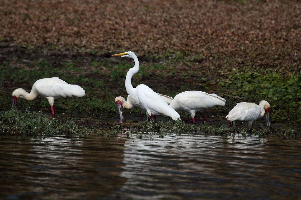 Great Egret Keeping watch while the Spoonbills feed. Ardea alba,Great egret