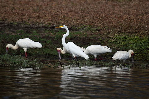 Great Egret Keeping watch while the Spoonbills feed. Ardea alba,Great egret