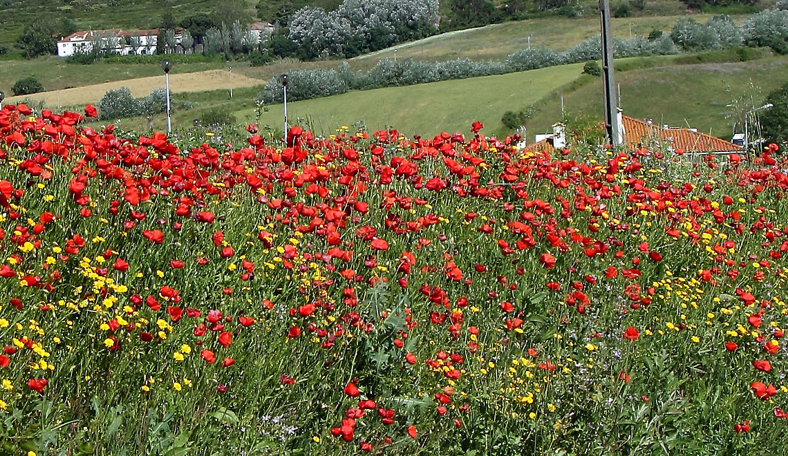 Papaver rhoeas Common Poppies on a roadside in Portugal. Papaver rhoeas