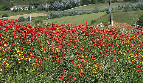 Papaver rhoeas Common Poppies on a roadside in Portugal. Papaver rhoeas