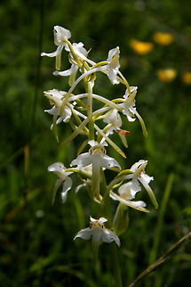 Greater Butterfly Orchid Picture taken at Badbury Rings, an ancient Roman Fort in Dorset UK. Greater Butterfly-orchid,Platanthera chlorantha