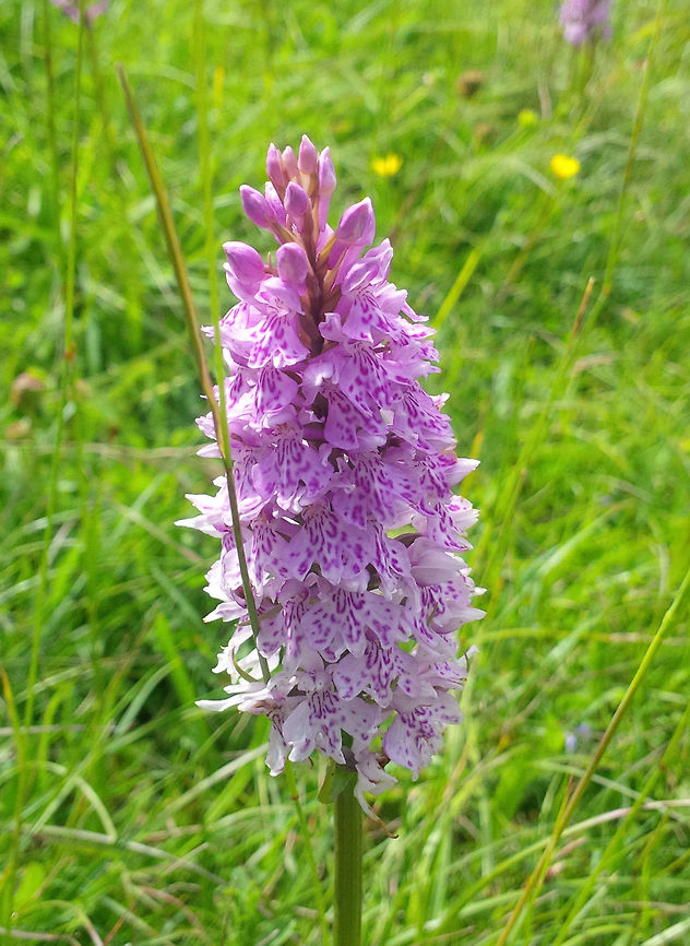 Common Spotted Orchid Photo taken on an Ancient Roman Hill Fort in Dorset UK.  Common Spotted-orchid,Dactylorhiza fuchsii