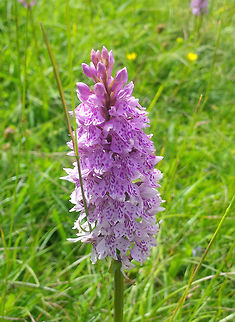 Common Spotted Orchid Photo taken on an Ancient Roman Hill Fort in Dorset UK.  Common Spotted-orchid,Dactylorhiza fuchsii