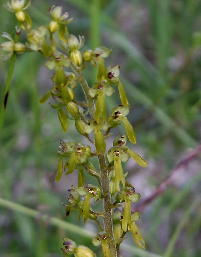 Common Twayblade  Common Twayblade,Neottia ovata
