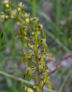 Common Twayblade  Common Twayblade,Neottia ovata