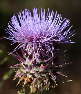 Artichoke thistle These large thistles grow in abundance in central Portugal. Cardoon,Cynara cardunculus