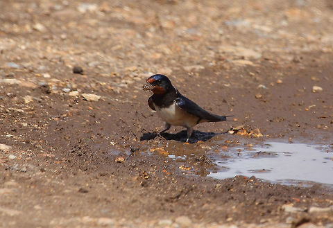 Barn Swallow Mud Hopping Barn Swallow,Hirundo rustica