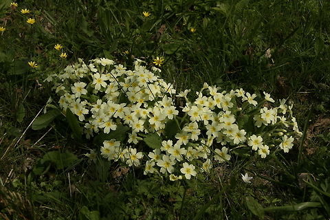 Primrose Early woodland flower Primula Vulgaris,Primula vulgaris