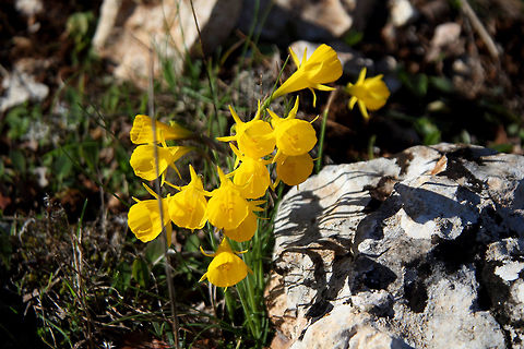 Narcissus bulbocodium  Geotagged,Hoop-petticoat daffodil,Narcissus bulbocodium,Portugal,Winter
