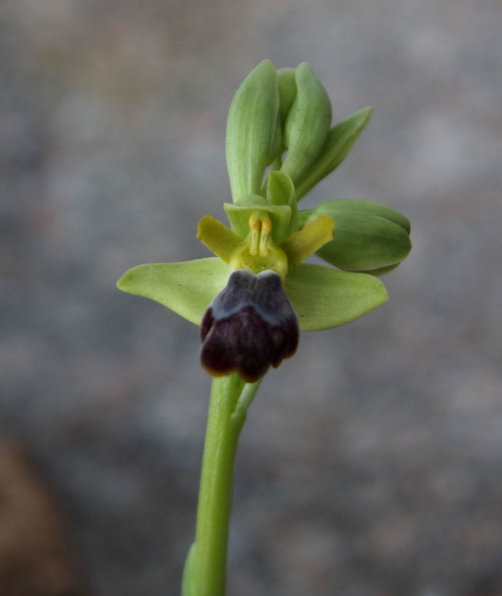 Sombre Bee Orchid  Geotagged,Ophrys fusca,Portugal,Winter