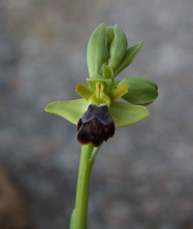 Sombre Bee Orchid  Geotagged,Ophrys fusca,Portugal,Winter