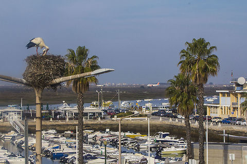 White Stork Photo taken from my room in Hotel Faro, in Faro town Portugal Ciconia ciconia,Geotagged,Portugal,White Stork