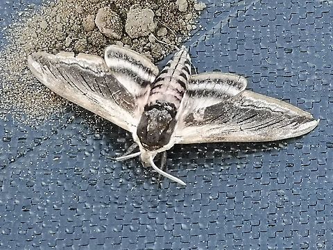 Privet Hawk Moth  Geotagged,Privet hawk moth,Sphinx ligustri,Spring,United Kingdom