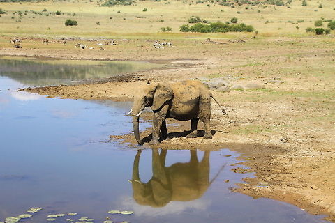 IMG_6916  African bush elephant,Loxodonta africana