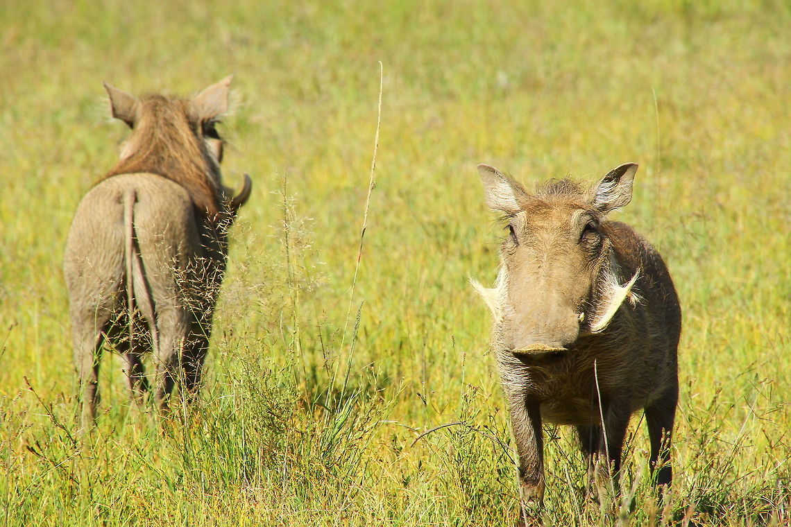 IMG_6737  Phacochoerus africanus,Warthog