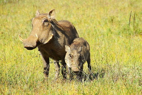 IMG_6727  Phacochoerus africanus,Warthog