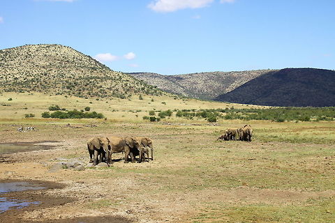 IMG_6893  African bush elephant,Loxodonta africana