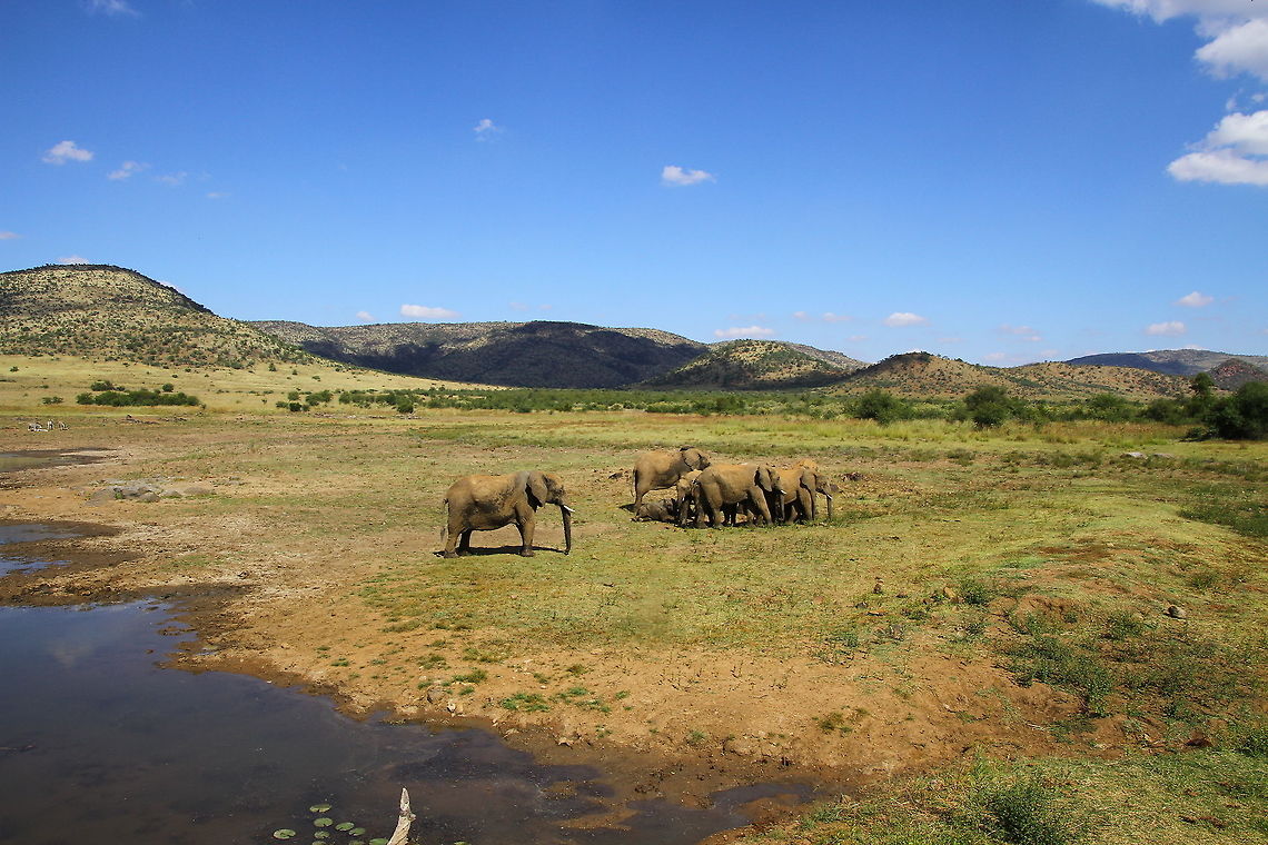 IMG_7015  African bush elephant,Loxodonta africana