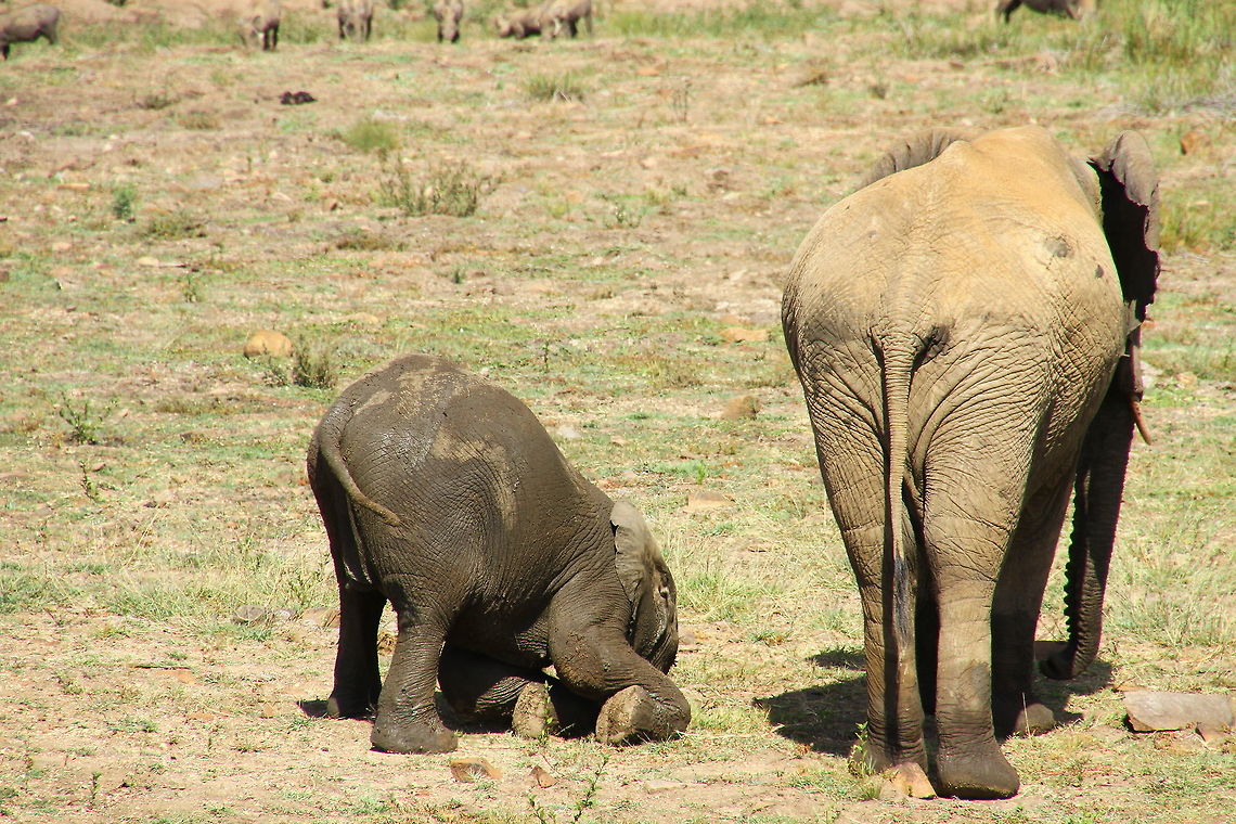 Young Elephant The elephants just love to play in the water and mud.  African bush elephant,Loxodonta africana