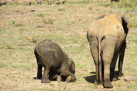 Young Elephant The elephants just love to play in the water and mud.  African bush elephant,Loxodonta africana