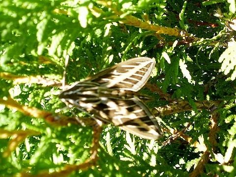 White_Line_Sphinx I walked past this moth and did a double take. If I didn't see it move, I wouldn't have noticed it. Great job of Camouflage, Mother Nature! Geotagged,Hyles lineata,Summer,United States,White-lined sphinx