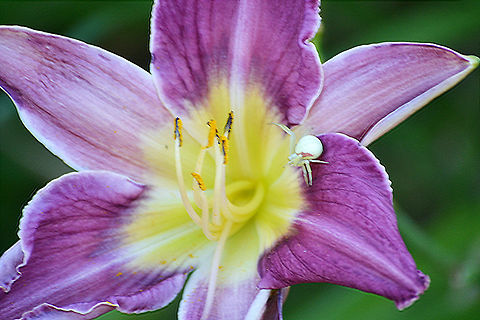 Flower Crab Spider Misumena vatia This tiny green spider didn't want me to take it's picture! It kept crawling on top, underneath, trying to hide from me. This spider is common to N. America Geotagged,Goldenrod crab spider,Misumena vatia,Summer,United States,flower crab spider