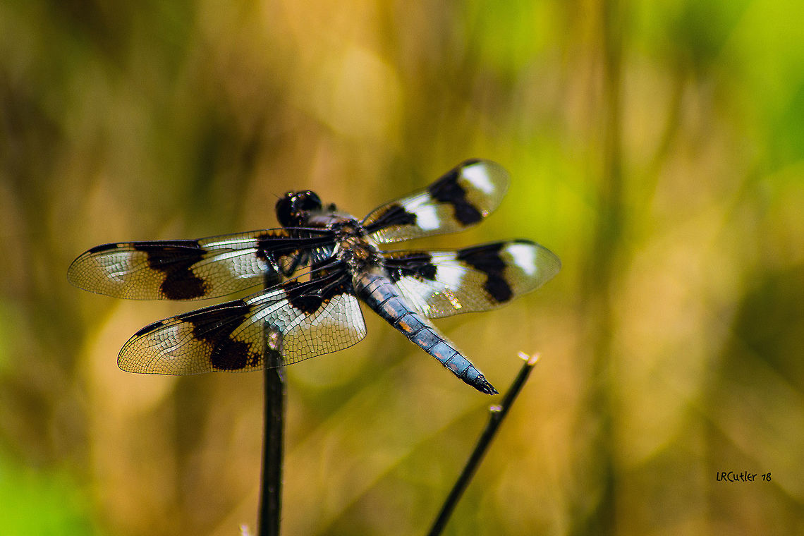 Widow Skimmer Dragonfly Ferdy, I&#039;m sorry I don&#039;t know the species of this dragonfly. I even looked it up in a book at the library I took it at. Anyway, I took it in Estacada, Oregon, 7/21/18. Exif data: Nikon D3100, Tamron 70-300, ISO 100, 1/500 sec., f/8 300mm. Also if anyone does know the species, let me know. Black,Geotagged,Libellula luctuosa,Summer,Widow Skimmer,dragonfly,white