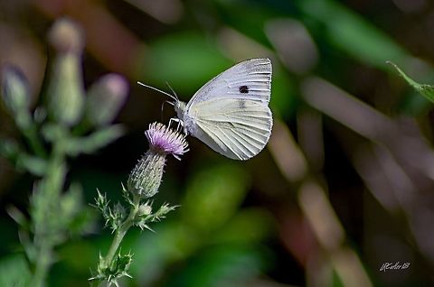 White Cabbage Butterfly These are the tiny little butterflies I always see. They never seem to slow down and rest! Finally, I got one today.
Exif data: Nikon D3100, Tamron 70-300mm, ISO 250, 300mm, 1/500sec, f/8 Geotagged,Macro,Pieris rapae,Small White,Spot,Summer,United States,White Cabbage Butterfly