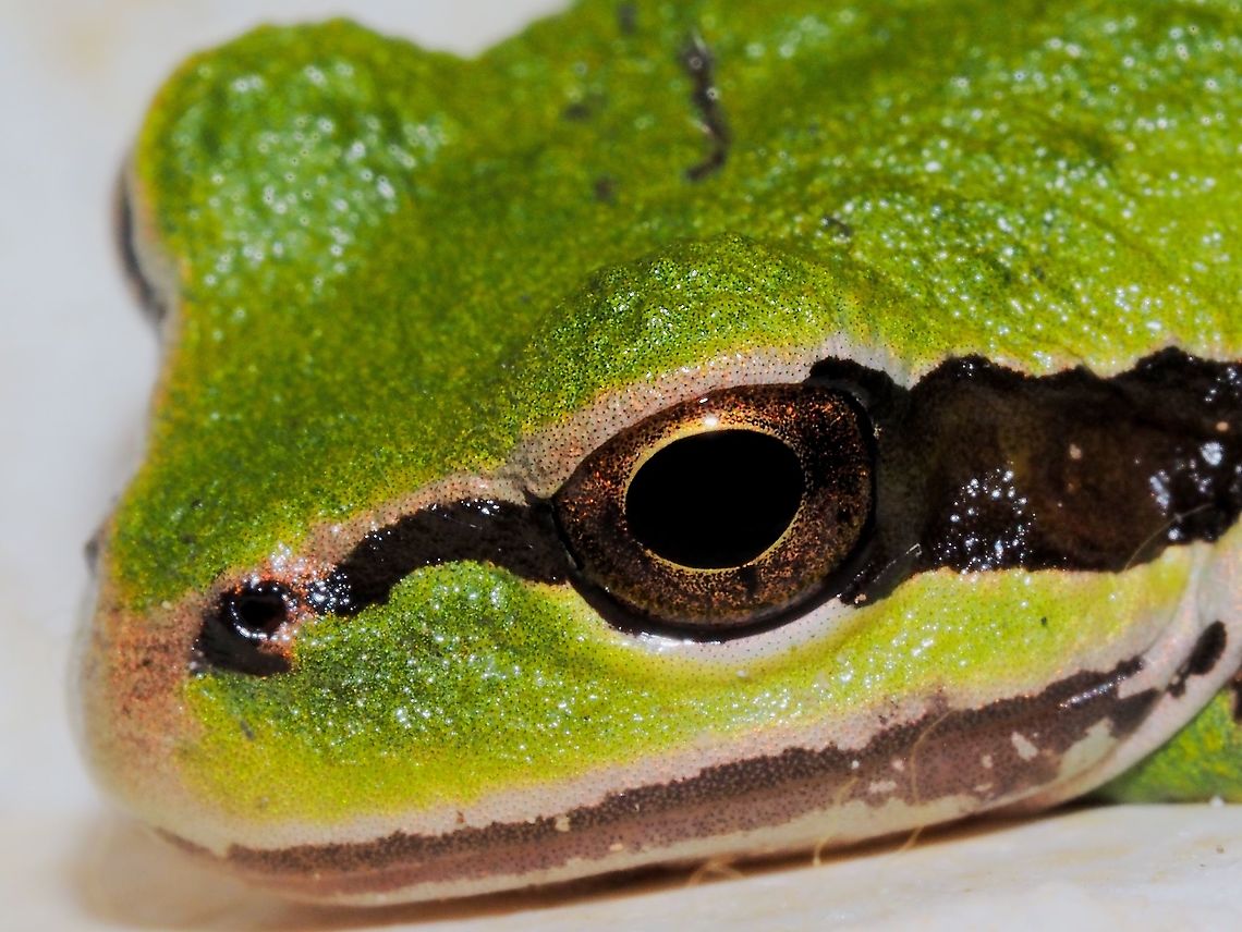 In From The Cold. This little fellow took advantage of me leaving the kiln room door open while the kiln was cooling down. He has settled down on some extra kiln shelves right next to the kiln. Reluctant to move, I had to pick the fellow up and put him outside before starting the kiln up again. Canada,Geotagged,Pacific tree frog,Pseudacris regilla,Summer