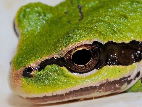 In From The Cold. This little fellow took advantage of me leaving the kiln room door open while the kiln was cooling down. He has settled down on some extra kiln shelves right next to the kiln. Reluctant to move, I had to pick the fellow up and put him outside before starting the kiln up again. Canada,Geotagged,Pacific tree frog,Pseudacris regilla,Summer