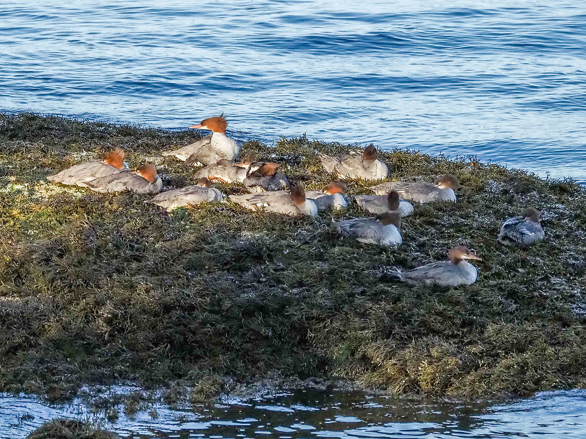 Resting! A group of juvenile Red-breasted Mergansers with an adult female take a rest on a fucus covered rock. Enjoying the dappled morning sunshine? Canada,Geotagged,Mergus serrator,Red-breasted merganser,Summer