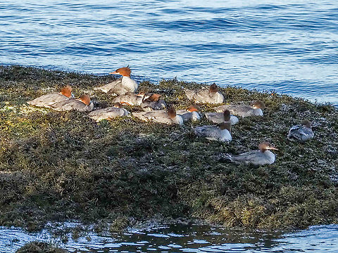 Resting! A group of juvenile Red-breasted Mergansers with an adult female take a rest on a fucus covered rock. Enjoying the dappled morning sunshine? Canada,Geotagged,Mergus serrator,Red-breasted merganser,Summer