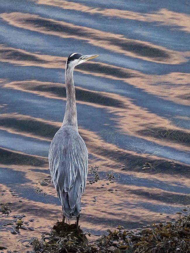 The Early Bird... ! An early morning, 6:30am, visitor. Quite appropriate because today was Great Blue Heron Day on Cortes Island.  Ardea herodias,Canada,Geotagged,Great blue heron,Summer